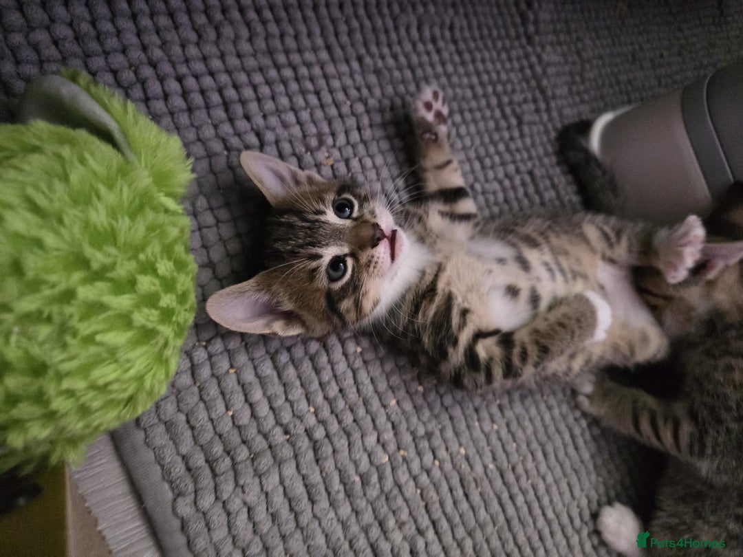 Domestic Shorthair cats for sale: 🐾Playful Kittens -Tabby or black/white🐾 - Image 19