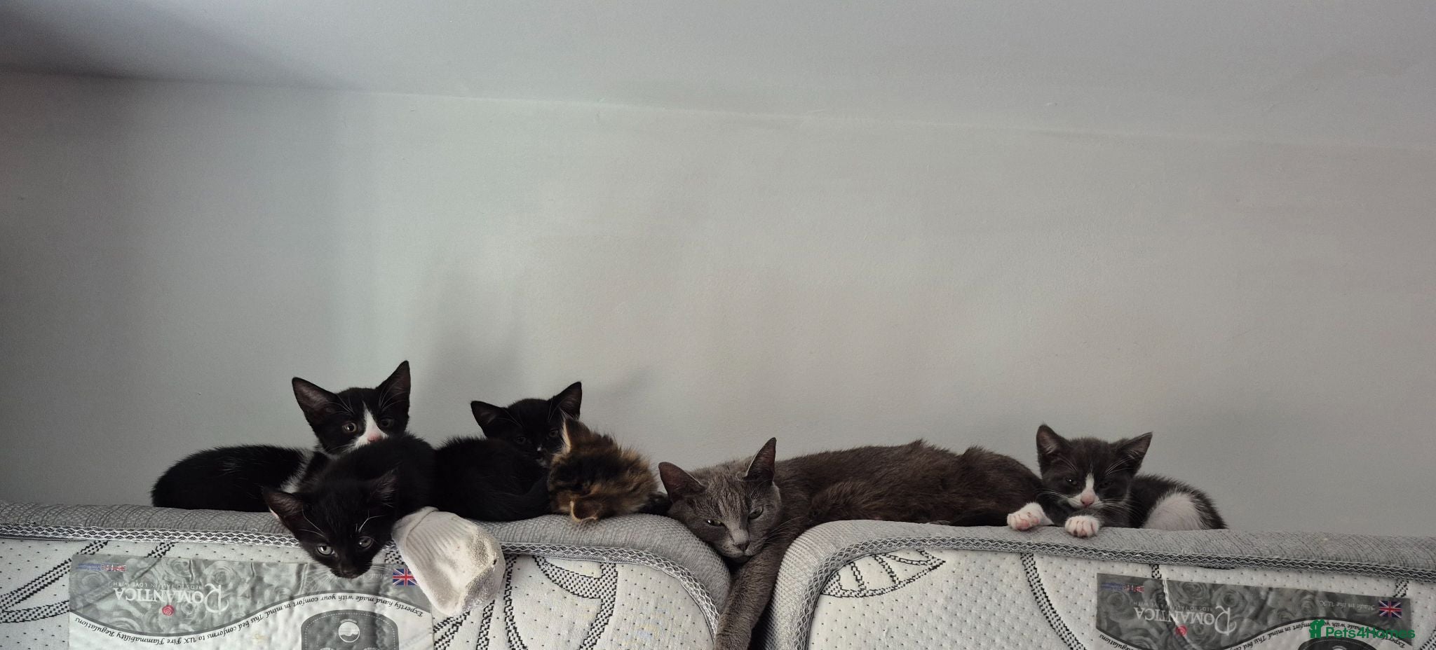 Mixed Breed cats Gorgeous kittens for sale - Advert 2