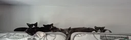 Mixed Breed cats for sale: Gorgeous kittens for sale - Advert 1