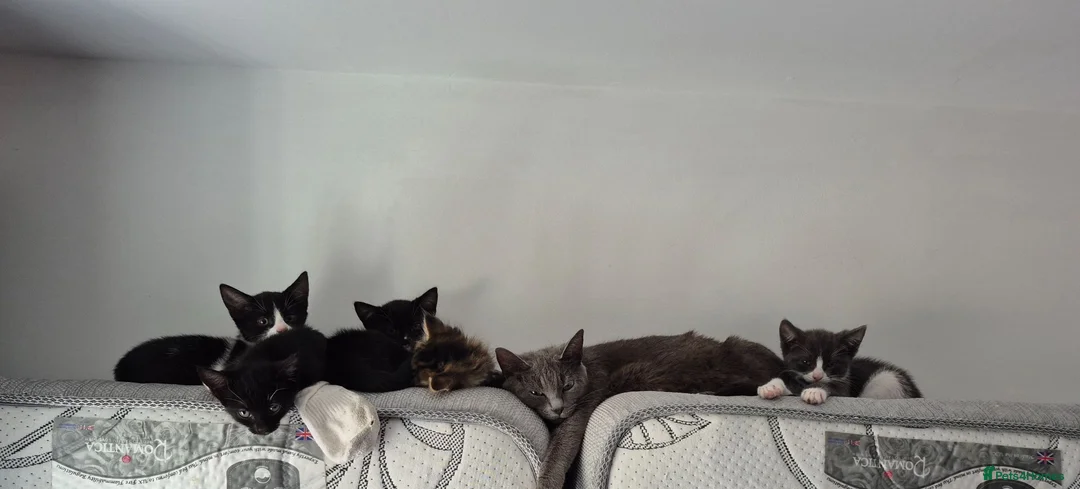 Mixed Breed cats for sale: Gorgeous kittens for sale - Advert 1