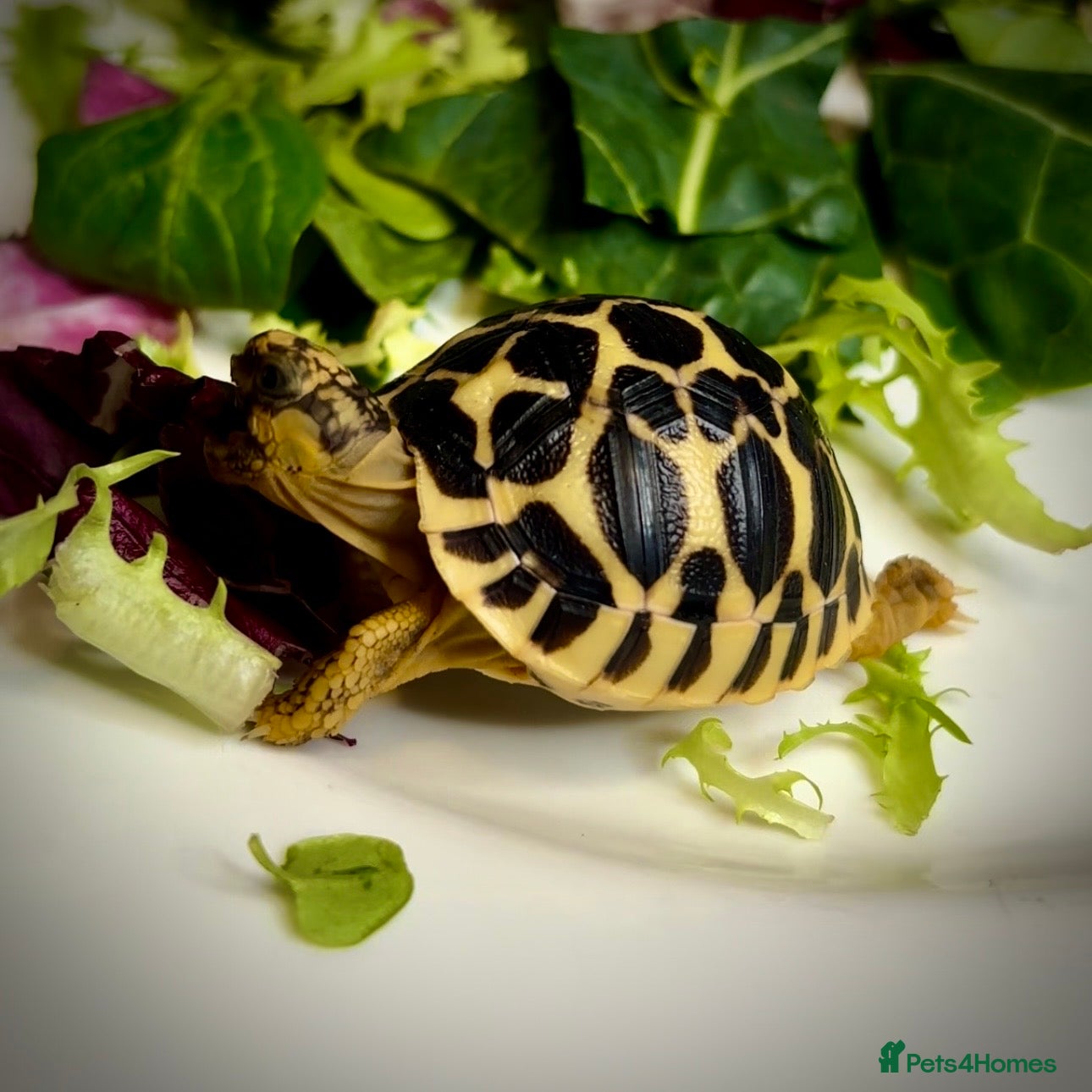 Tortoise reptiles EASTER SALE - Indian Star Tortoise Hatchlings - Advert 6