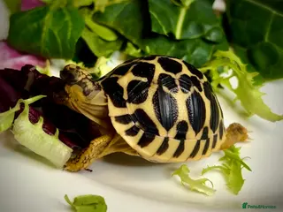 Tortoise reptiles EASTER SALE - Indian Star Tortoise Hatchlings - Advert 6