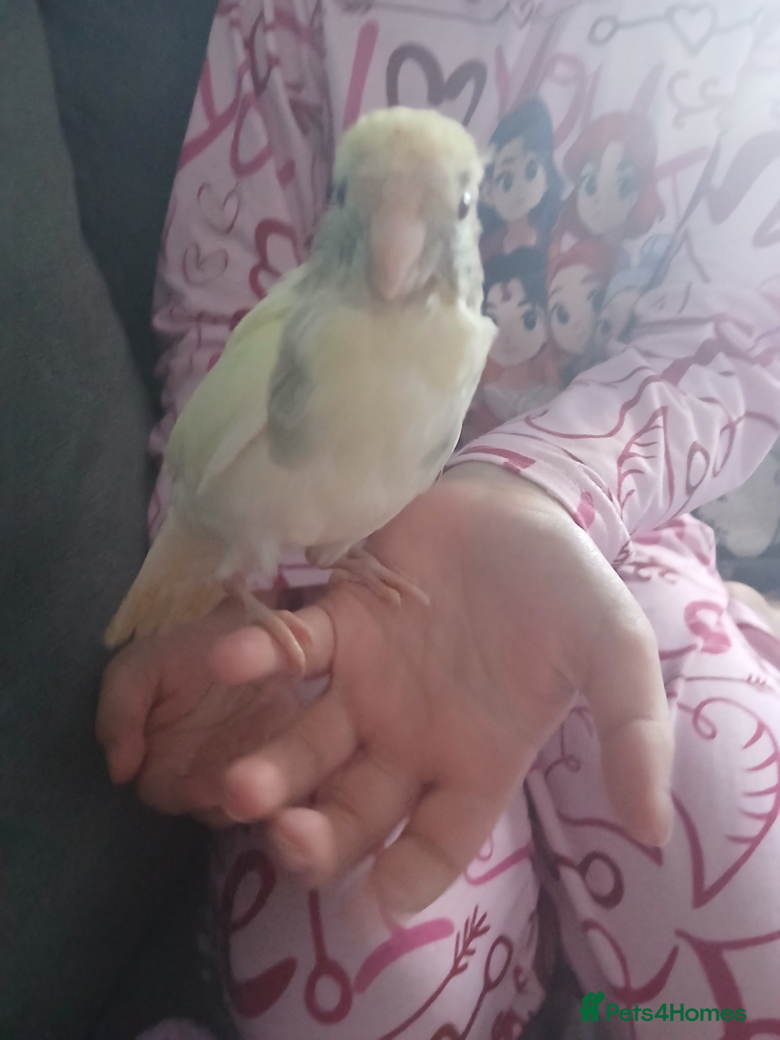 Parakeets birds Hand tamed baby kakariki  - Advert 1