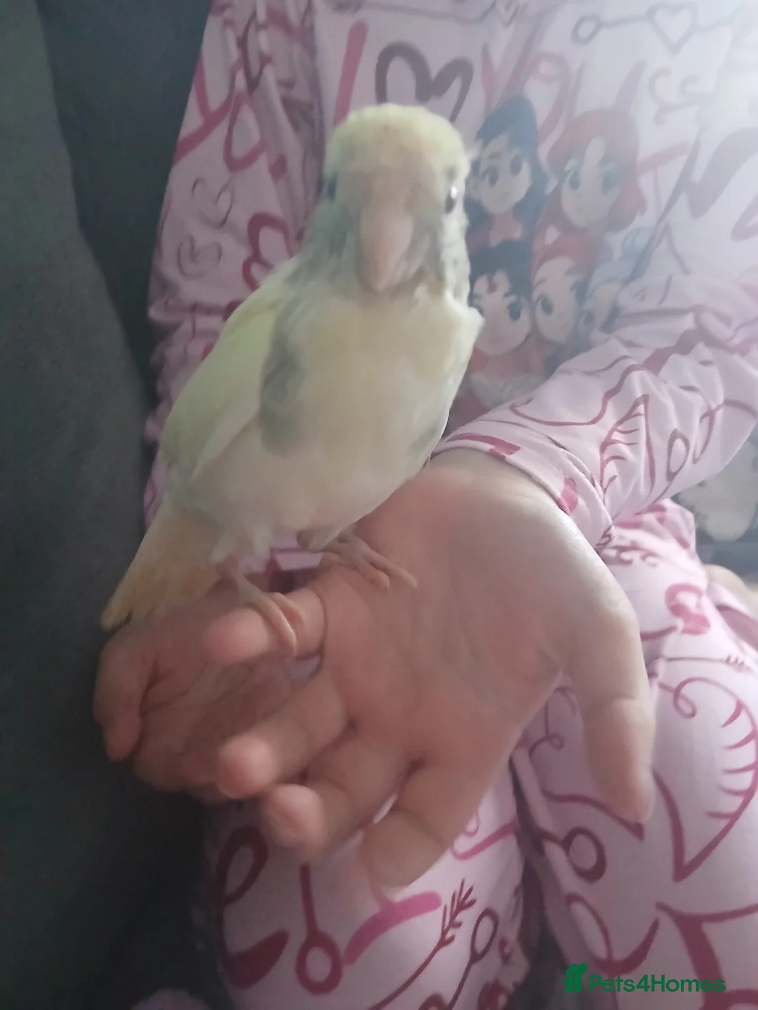 Parakeets birds for sale: Hand tamed baby kakariki  in Cleckheaton - Advert 1