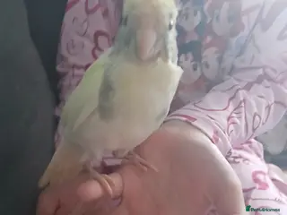 Parakeets birds Hand tamed baby kakariki - Advert 4