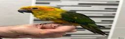 Mixed Breed birds for sale: Beautiful Hand-Reared Sun Conure Babies – Weaned  - Advert 4