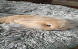Mini Lop rabbits for sale: Beautiful Mini Lop Babies - 6 to choose from  - Image 26