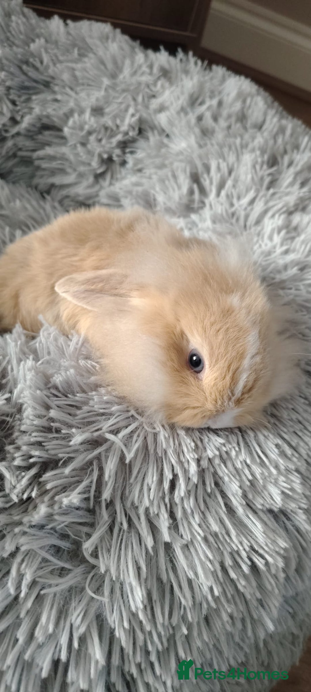 Mini Lop rabbits for sale: Beautiful Mini Lop Babies - 6 to choose from  - Image 26