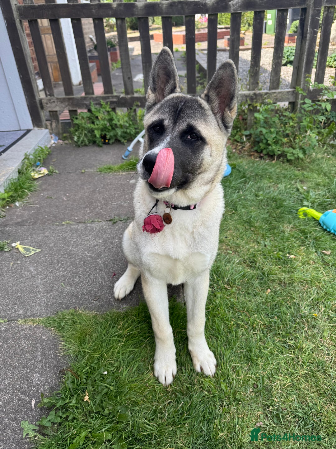 Akita dogs for sale: Akita 7 months old pup - Image 5