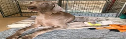 Weimaraner dogs for sale: Beautiful KC reg Weimaraner’s forever homes req - Advert 10