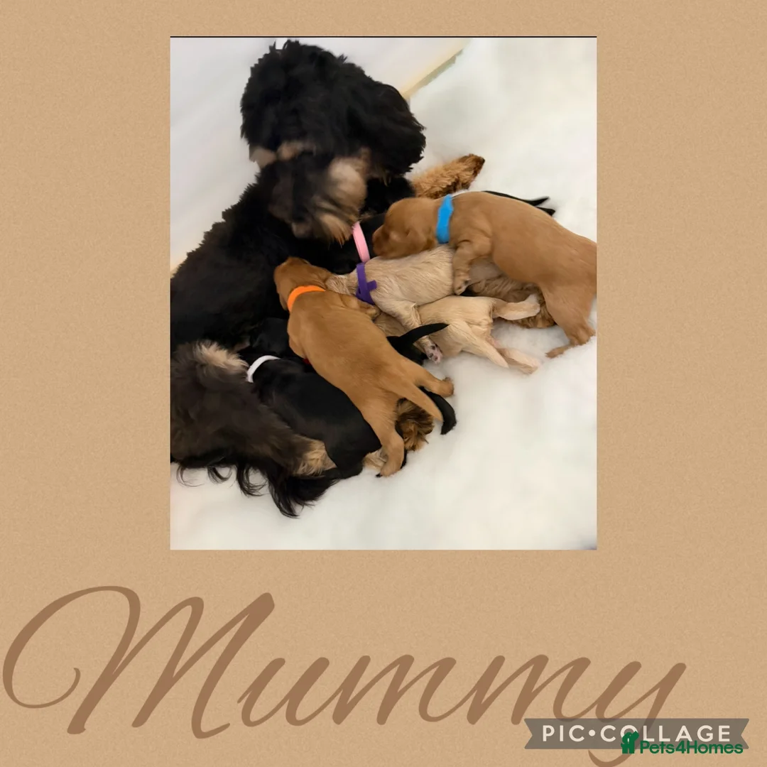 Labradoodle dogs for sale: Multigen Prestige Australian Labradoodle puppies💜 - Advert 26
