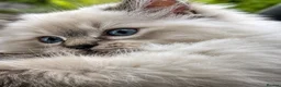 Ragdoll cats for sale: Stunning TICA-Registered Ragdoll Boys Ready Now  - Advert 17