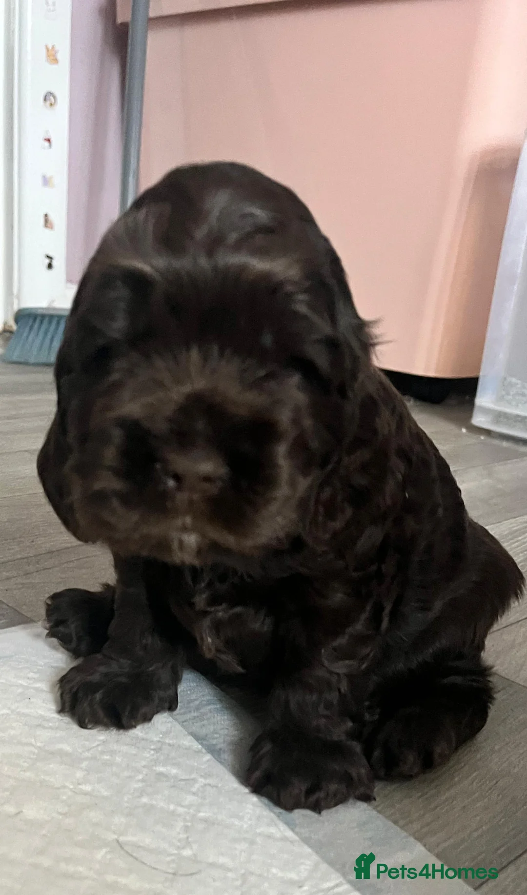 American Cocker Spaniel dogs for stud: KC PROVEN American Cocker Spaniel Stud (0.1% COI) in Stafford - Advert 17