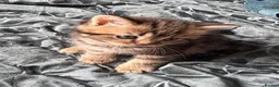 Scottish Fold cats for sale: Scottish Fold kittens  - Advert 24