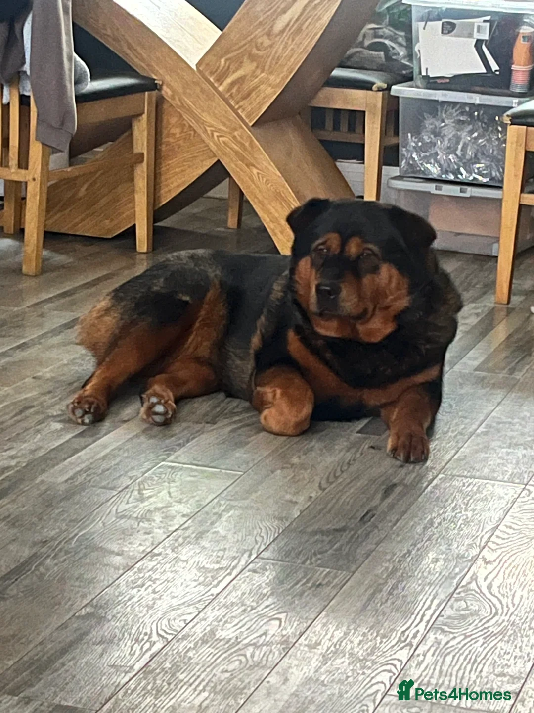Mixed Breed dogs for sale: Beautiful bear bear - Advert 1
