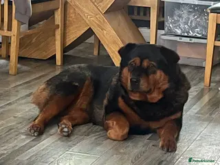 Mixed Breed dogs Beautiful bear bear - Advert 2