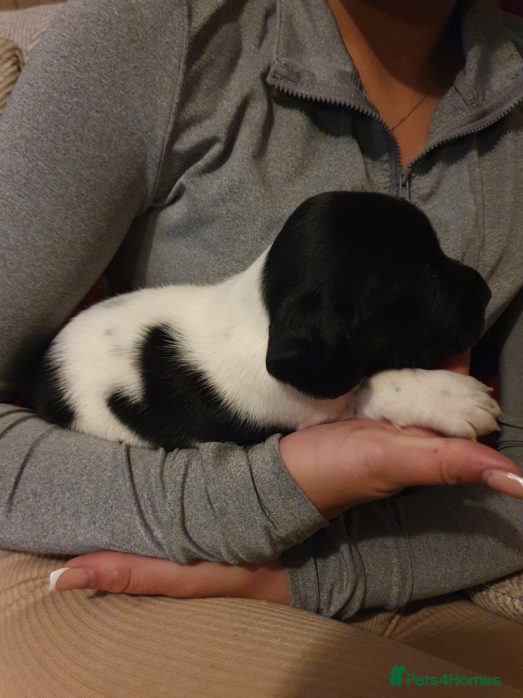 Springador dogs for sale: Springador puppies - Advert 5