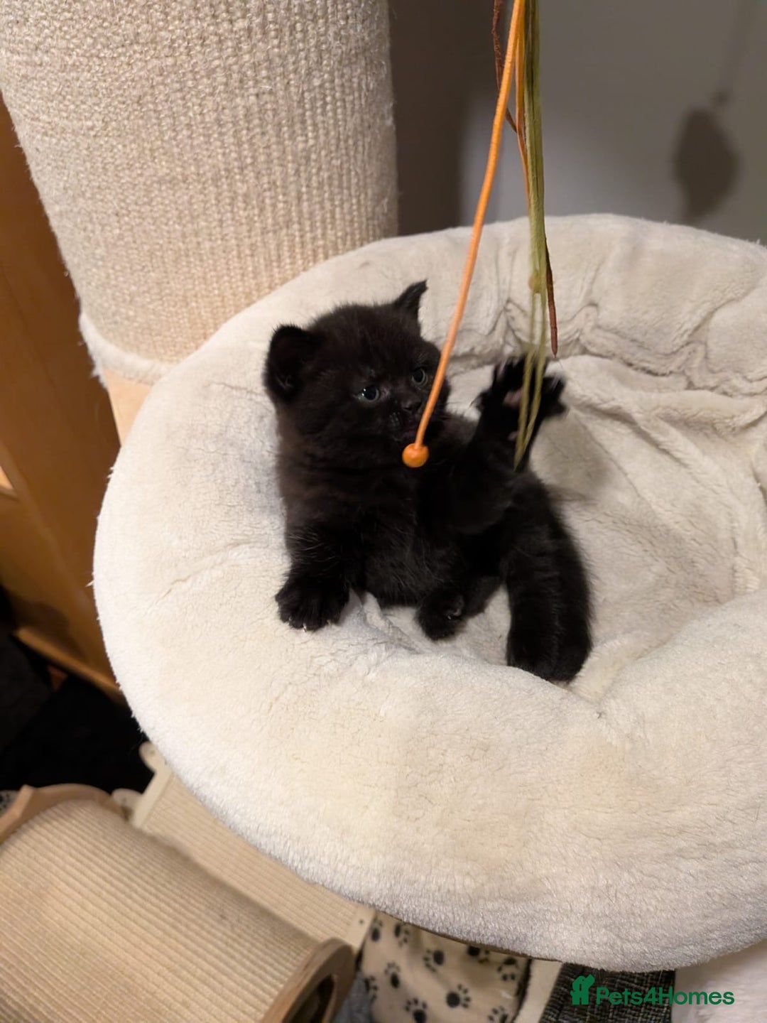 British Shorthair cats for sale: Multi-colour GCCF British Shorthair kittens  - Advert 18