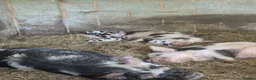 Pig livestock for sale: Kune Kune Piglets  in Winkleigh - Advert 7