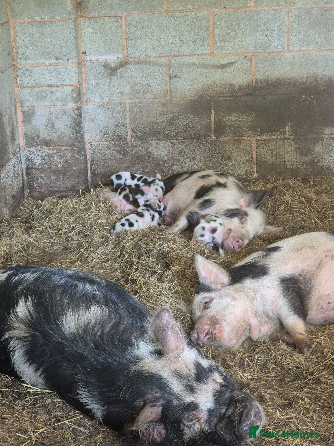 Pig livestock for sale: Kune Kune Piglets  in Winkleigh - Advert 7