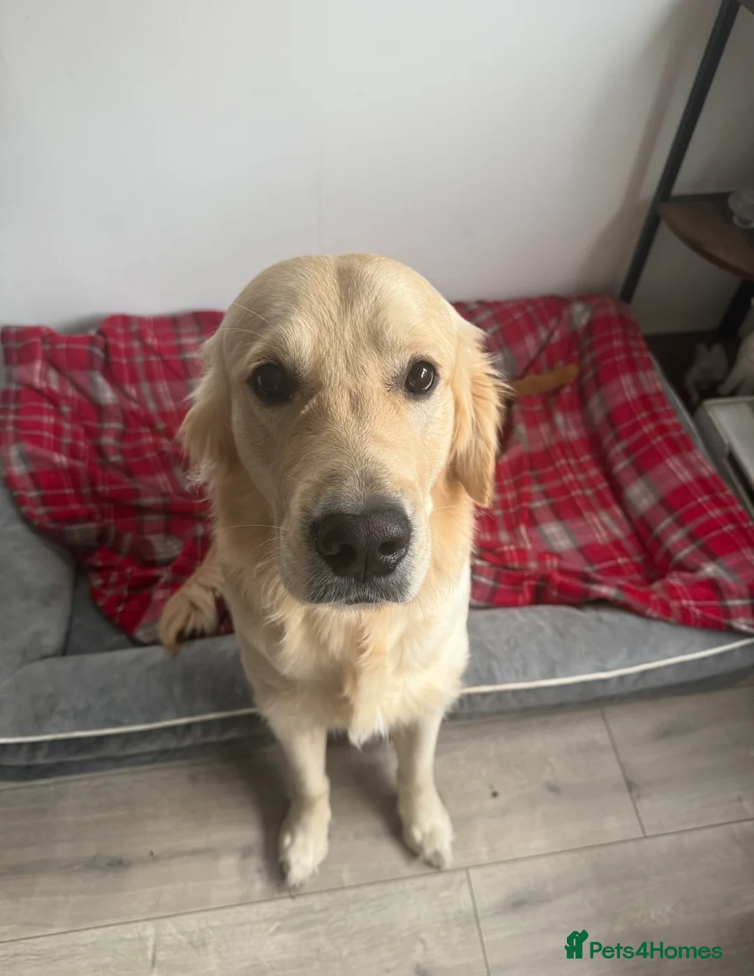 Golden Retriever dogs for sale: Meet Rex - Advert 3