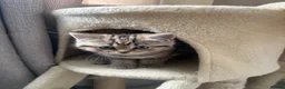 Scottish Fold cats for sale: 3 beautiful scottish straight kittens 🐱  - Advert 4