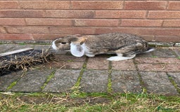 English Lop rabbits for sale: X2 female rabbits 7 months old  - Image 1