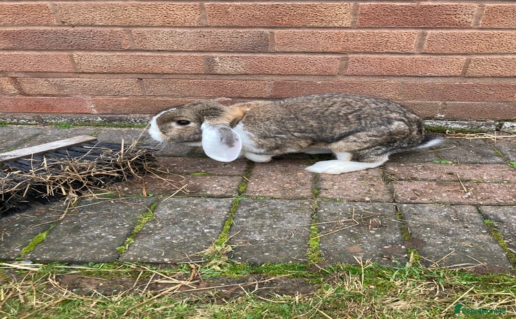 English Lop rabbits - Advert 15