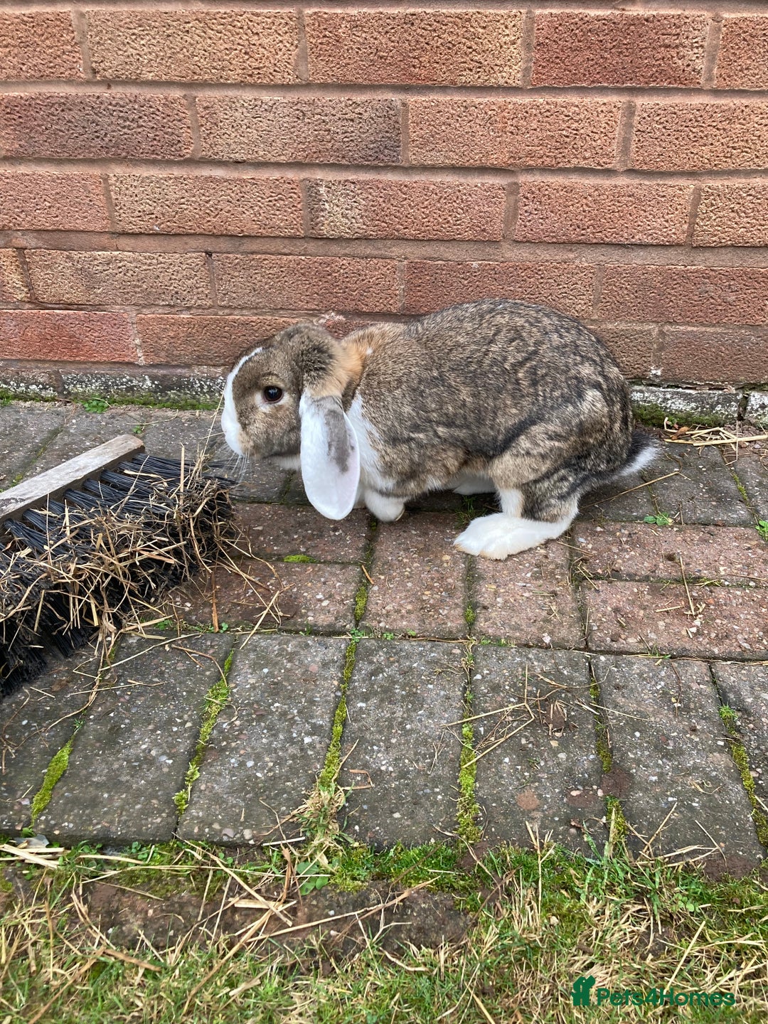 English Lop rabbits for sale: X2 female rabbits 7 months old  - Image 1