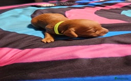 Cockapoo dogs for sale: F2 cockapoo boys 1 left available  - Advert 13