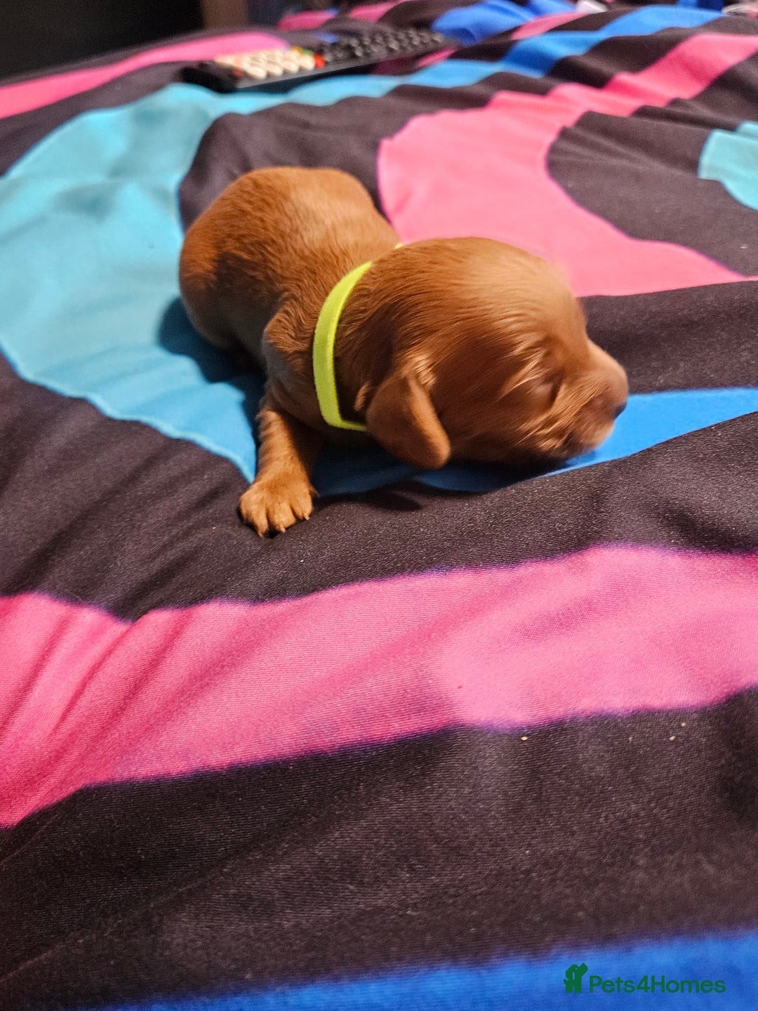 Cockapoo dogs for sale: F2 cockapoo boys 1 left available  - Advert 13