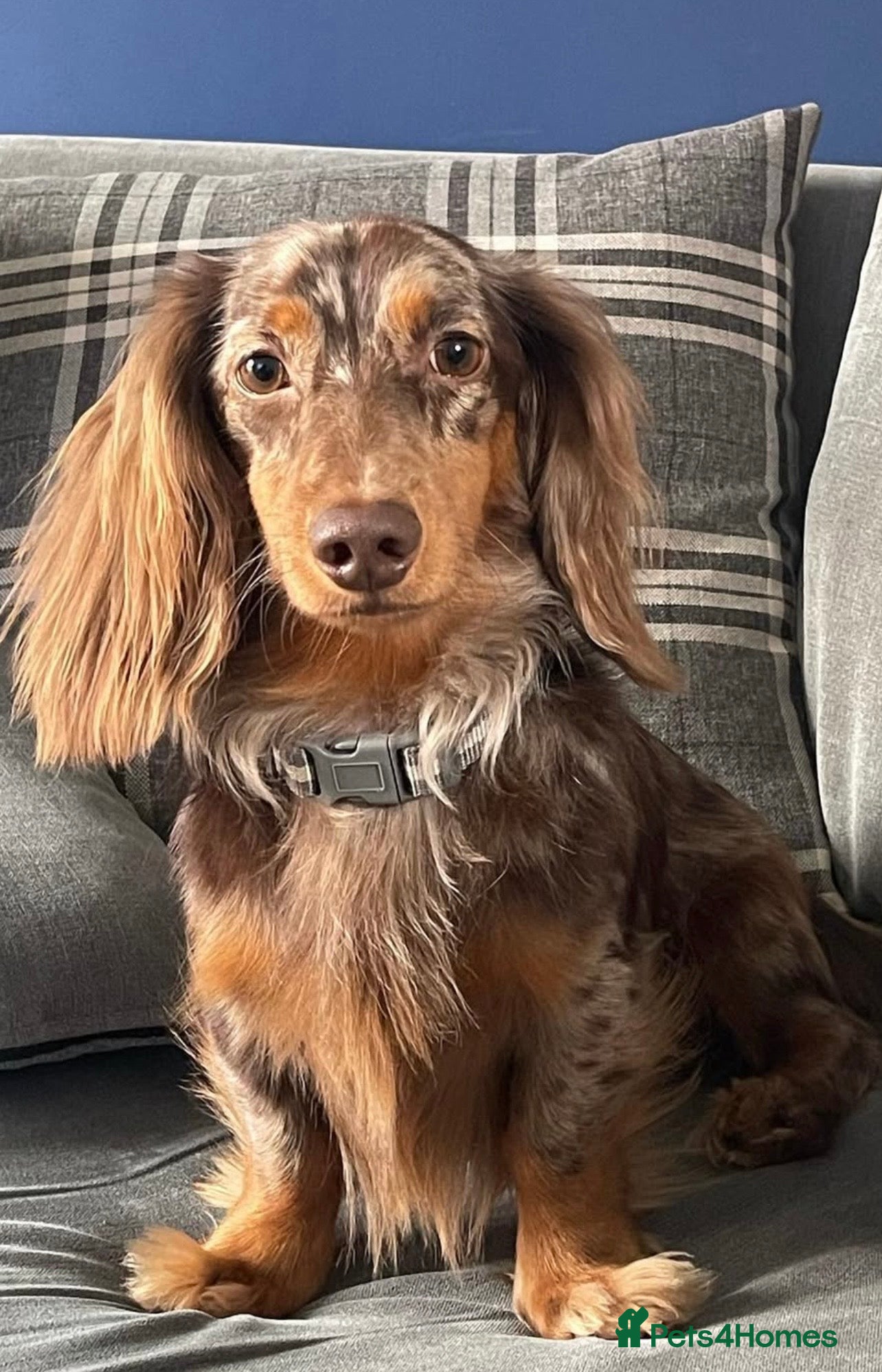 Dachshund dogs Long haired dachshund stud  - Advert 7