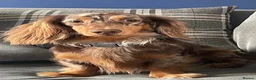 Dachshund dogs for stud: Long haired dachshund stud  - Advert 1