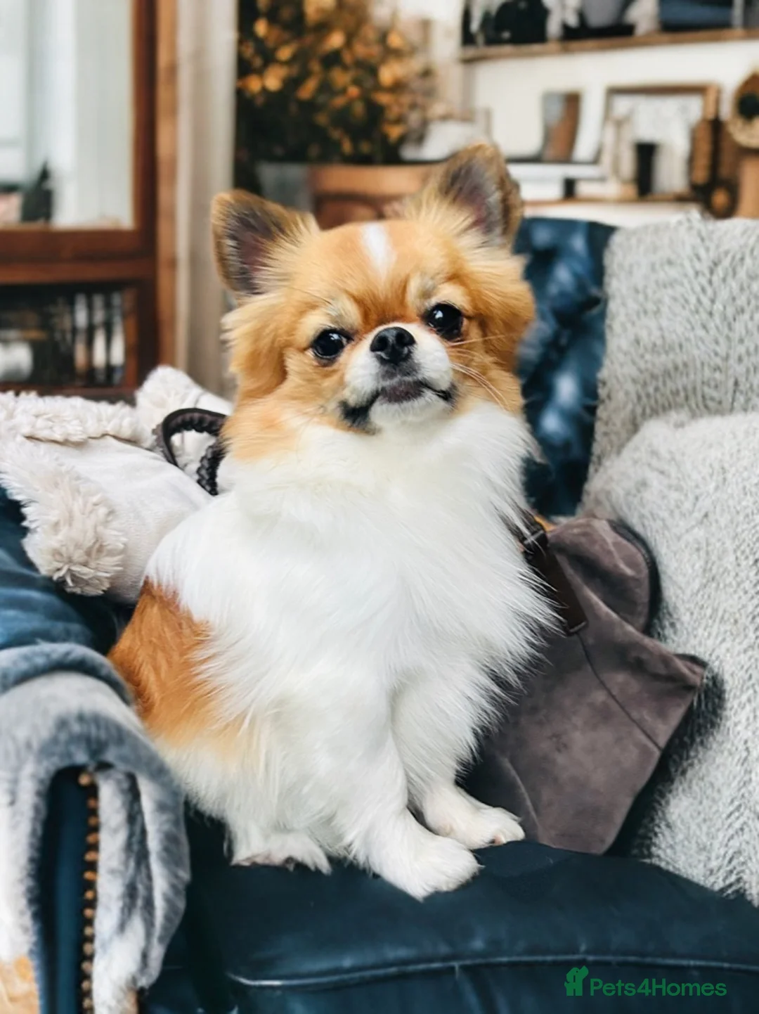Chihuahua dogs for stud: KC Registered Long Coat Chihuahua Stud Available - Advert 1