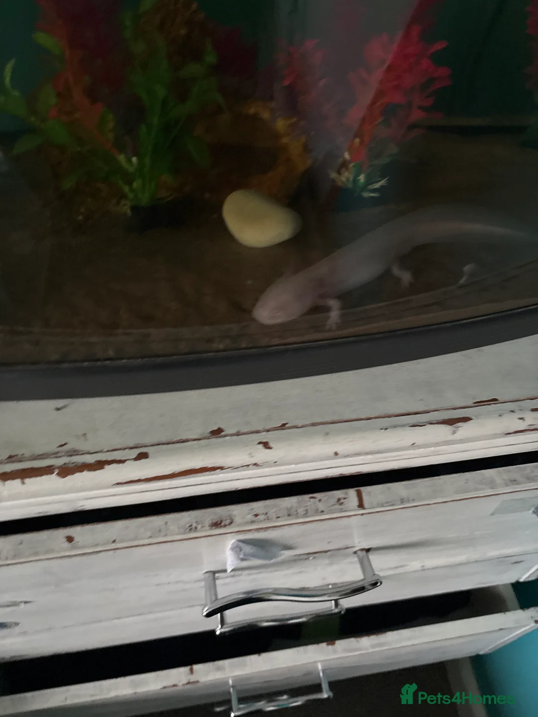 Axolotl reptiles for sale: Axololt  - Advert 1