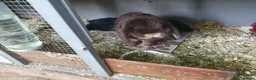 Mini Lop rabbits for sale: Spayed/neutered rabbits for adoption, vac Rhd2 - Advert 8