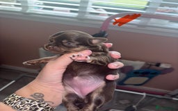 Chihuahua dogs for sale: Chocolate Girls Longhair Chihuahua  - Image 11