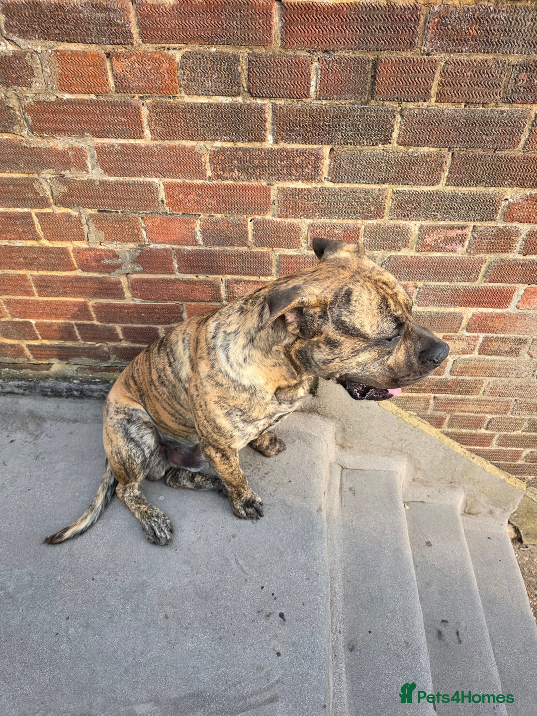 Presa Canario dogs for sale: Presa Canario Male  - Image 5