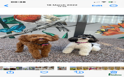 Sproodle dogs for sale: Sproodle pups F1bb fully vaccinated  1 left Girl  - Image 4