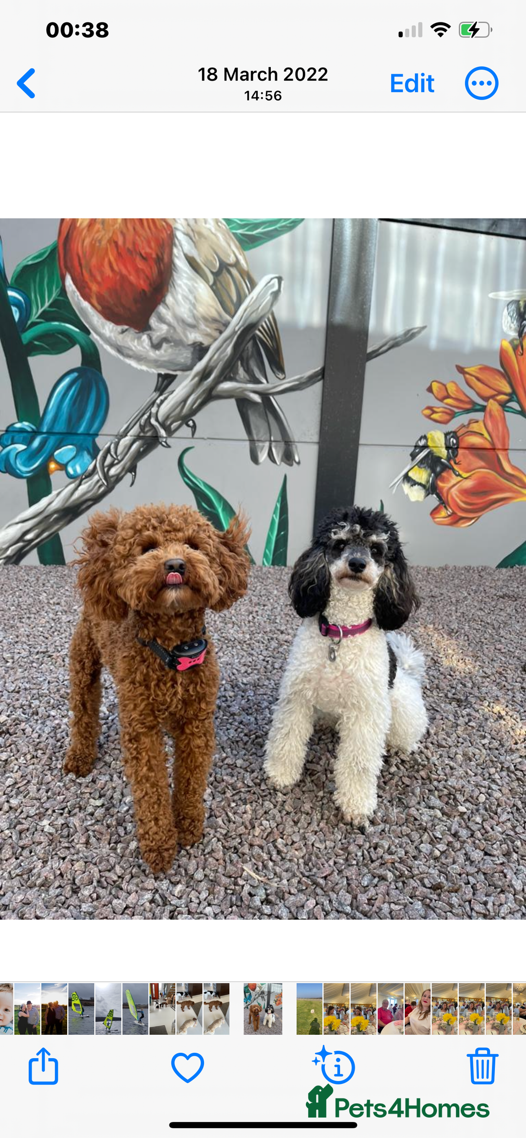Sproodle dogs for sale: Sproodle pups F1bb fully vaccinated  1 left Girl  - Image 4