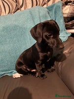 Mixed Breed dogs - Advert 12