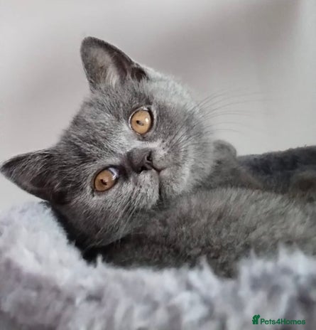British Shorthair cats - Advert 2