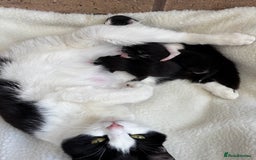 British Shorthair cats for sale: Two litters. 3 tabbies 4 fluffy black and white - Image 12