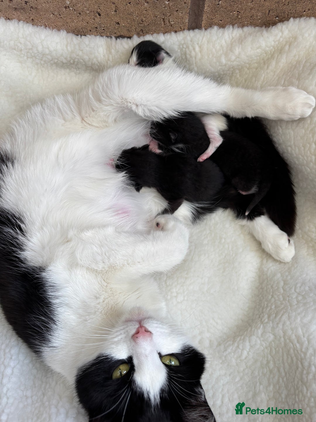 British Shorthair cats for sale: Two litters. 3 tabbies 4 fluffy black and white - Image 12