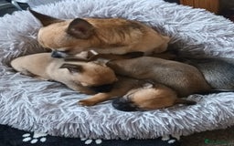 Chihuahua dogs for sale: Adorable 8 weeks old Chihuahua puppies  - Image 7