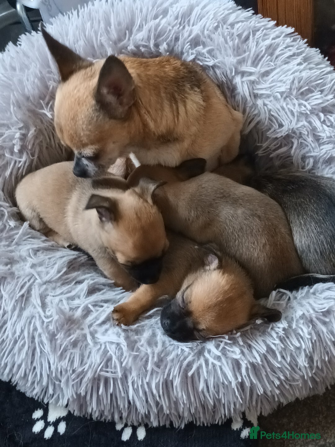 Chihuahua dogs for sale: Adorable 8 weeks old Chihuahua puppies  - Image 7