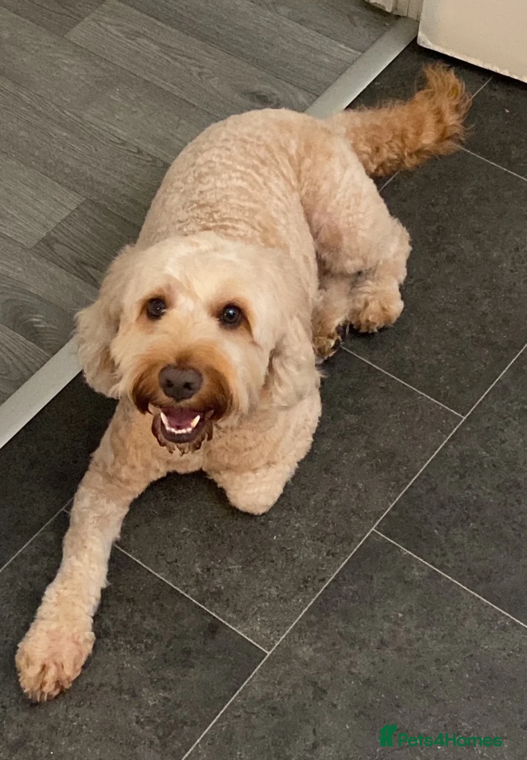 Cockapoo dogs for stud: DNA tested F1 Cockapoo stud  in London - Advert 4