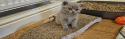 British Shorthair cats for sale: GCCF British Shorthair Kittens - Advert 9