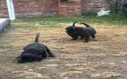 Mixed Breed dogs for sale: Rottweiler x staff puppies ready now  - Image 5