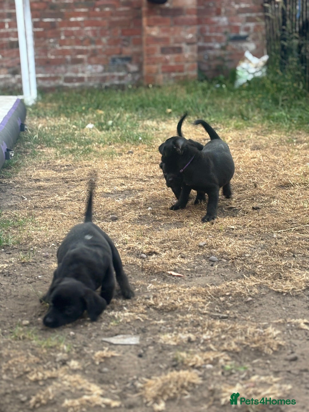 Mixed Breed dogs for sale: Rottweiler x staff puppies ready now  - Image 5